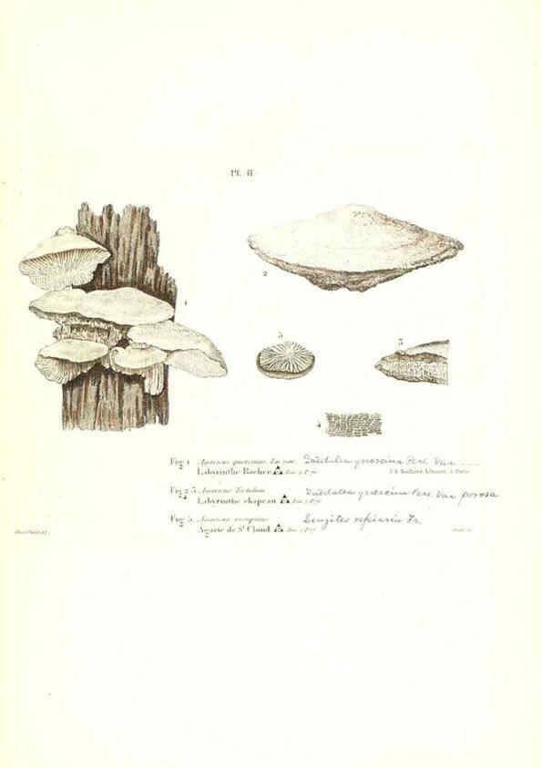Reproducción/Reproduction 6266422789: Iconographie des champignons de Paulet New York,H. Baillière; [etc., etc.],1855