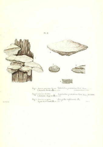 Reproducción/Reproduction 6266422789: Iconographie des champignons de Paulet New York,H. Baillière; [etc., etc.],1855
