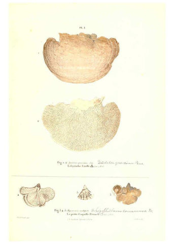 Reproducción/Reproduction 6266422589: Iconographie des champignons de Paulet New York,H. Baillière; [etc., etc.],1855