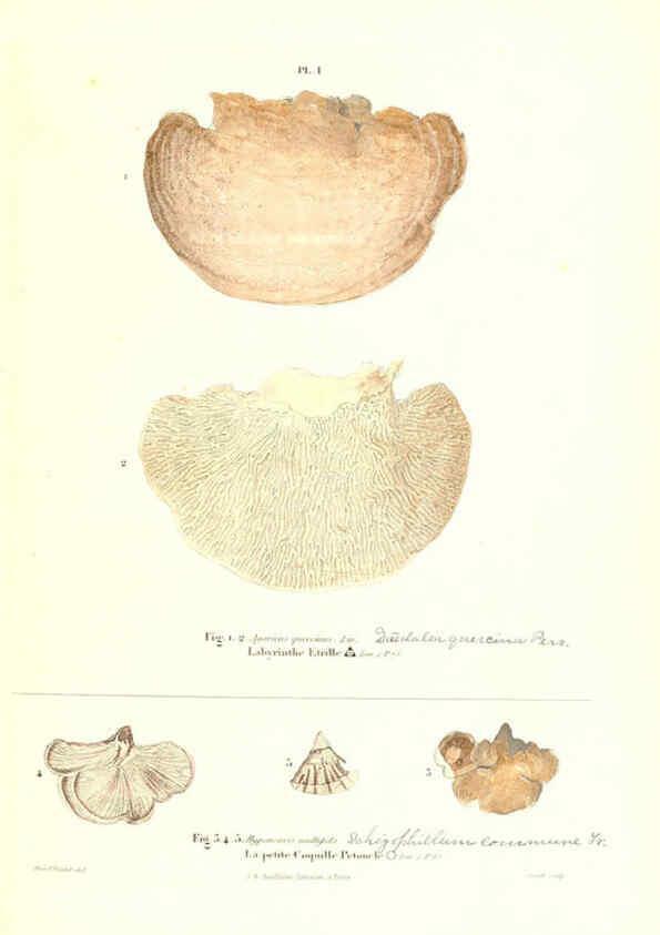 Reproducción/Reproduction 6266422589: Iconographie des champignons de Paulet New York,H. Baillière; [etc., etc.],1855