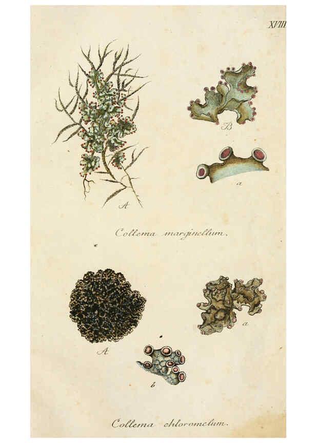 Reproducción/Reproduction 6266891486: Lichenes Americani Norimbergae :J. Sturm,1811