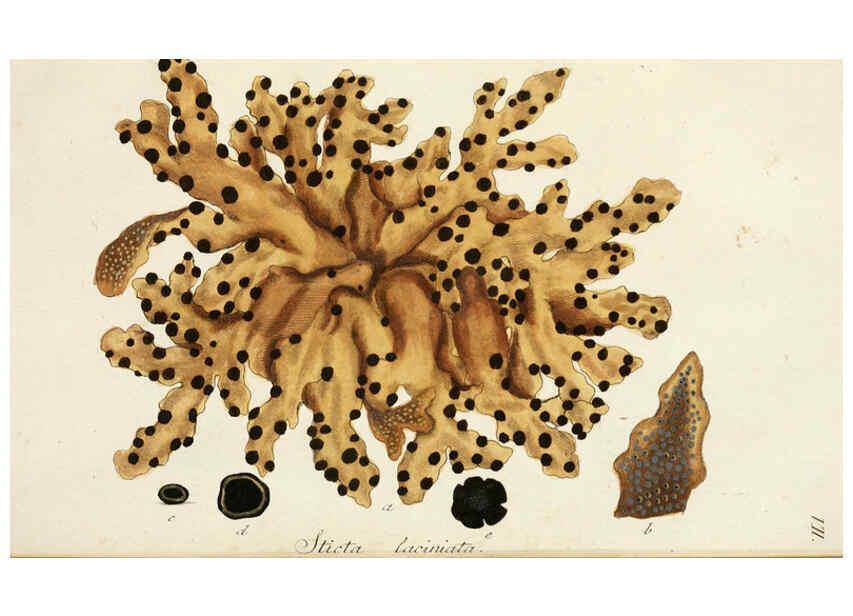 Reproducción/Reproduction 6266888308: Lichenes Americani Norimbergae :J. Sturm,1811