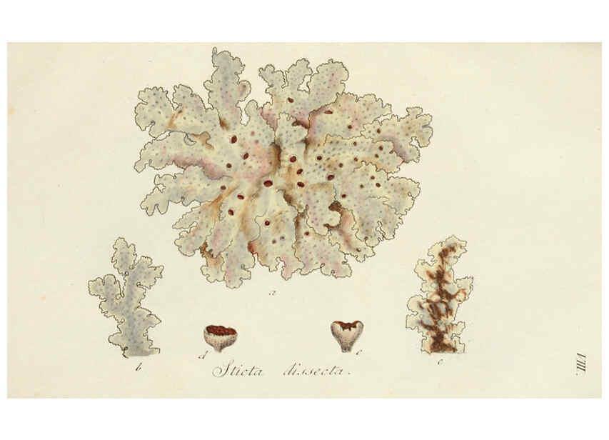 Reproducción/Reproduction 6266888592: Lichenes Americani Norimbergae :J. Sturm,1811