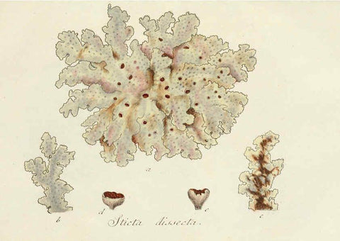 Reproducción/Reproduction 6266888592: Lichenes Americani Norimbergae :J. Sturm,1811