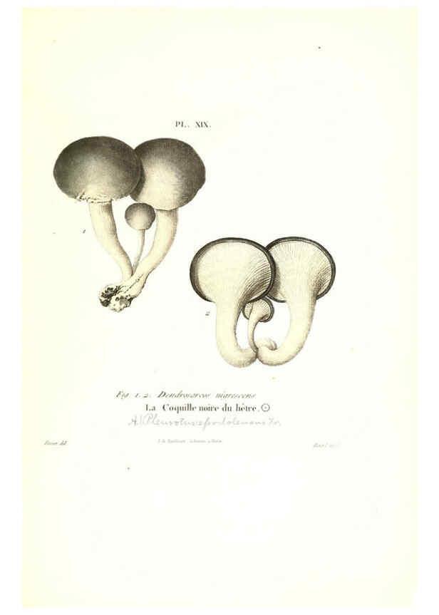 Reproducción/Reproduction 6266426327: Iconographie des champignons de Paulet New York,H. Baillière; [etc., etc.],1855