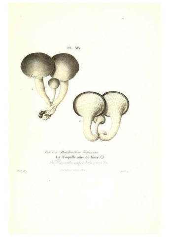 Reproducción/Reproduction 6266426327: Iconographie des champignons de Paulet New York,H. Baillière; [etc., etc.],1855