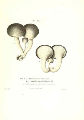 Reproducción/Reproduction 6266426327: Iconographie des champignons de Paulet New York,H. Baillière; [etc., etc.],1855
