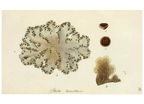 Reproducción/Reproduction 6266888836: Lichenes Americani Norimbergae :J. Sturm,1811