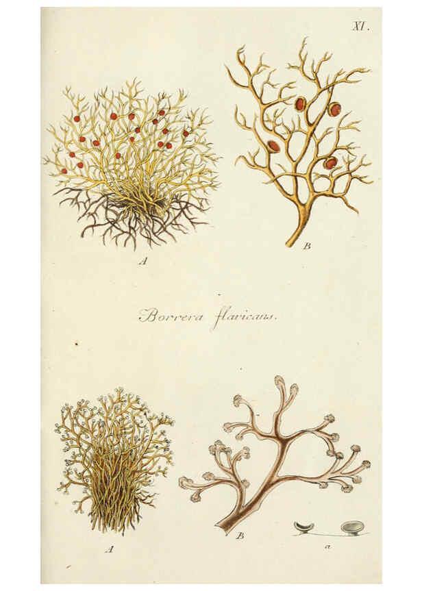 Reproducción/Reproduction 6266361677: Lichenes Americani Norimbergae :J. Sturm,1811