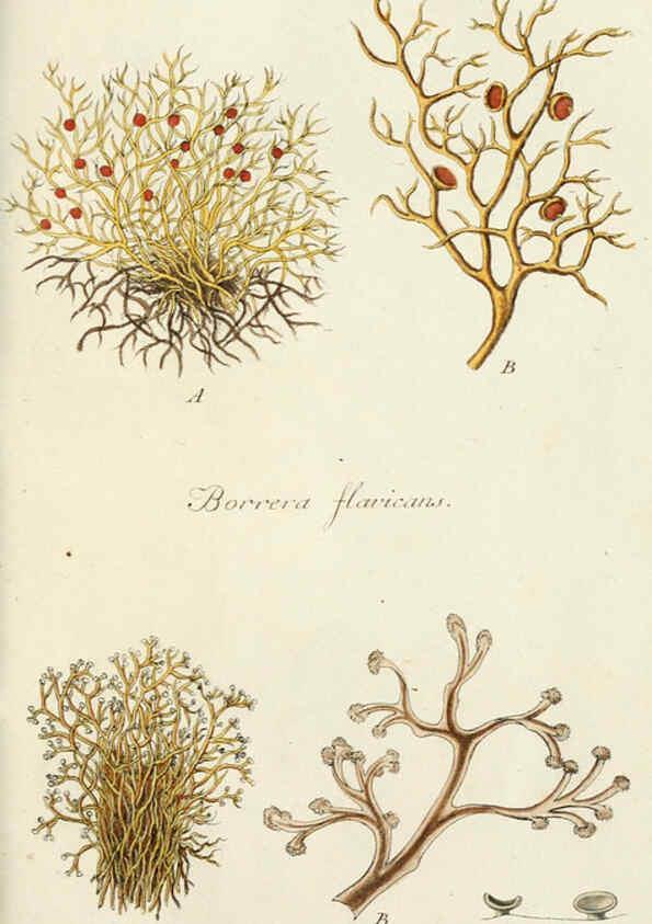 Reproducción/Reproduction 6266361677: Lichenes Americani Norimbergae :J. Sturm,1811