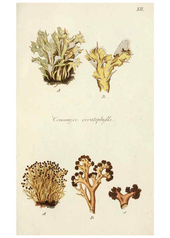 Reproducción/Reproduction 6266889650: Lichenes Americani Norimbergae :J. Sturm,1811