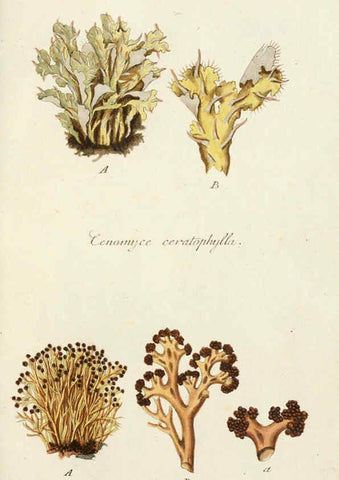 Reproducción/Reproduction 6266889650: Lichenes Americani Norimbergae :J. Sturm,1811