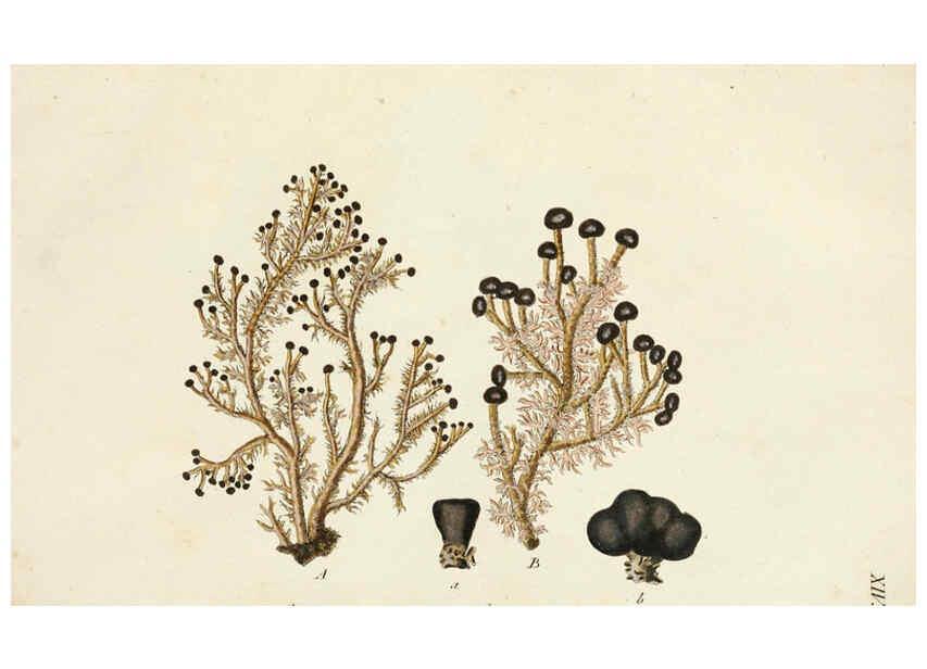 Reproducción/Reproduction 6266890394: Lichenes Americani Norimbergae :J. Sturm,1811