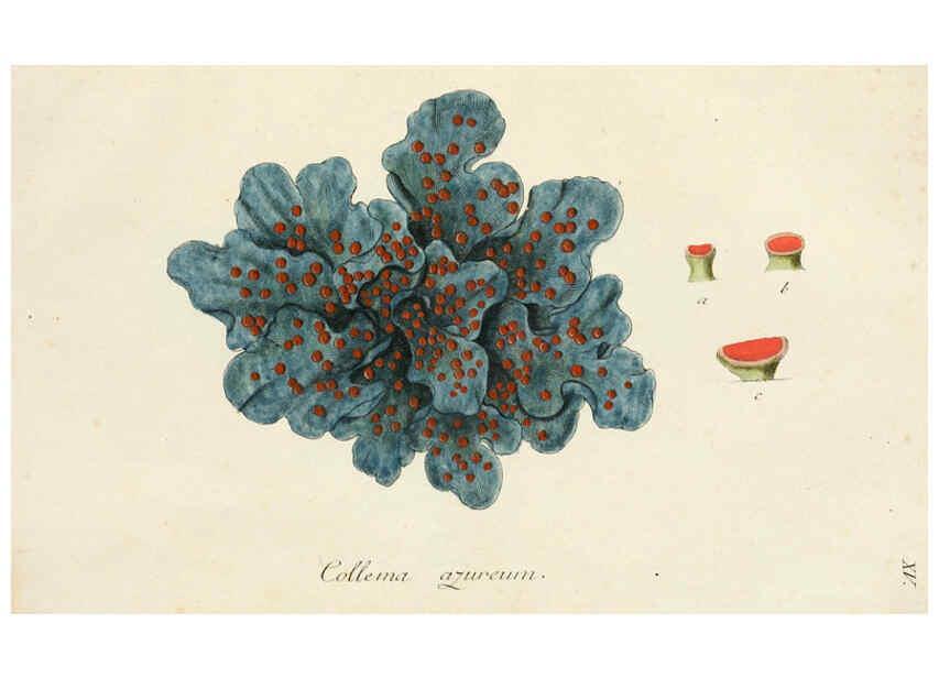 Reproducción/Reproduction 6266362933: Lichenes Americani Norimbergae :J. Sturm,1811