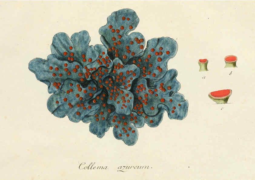 Reproducción/Reproduction 6266362933: Lichenes Americani Norimbergae :J. Sturm,1811