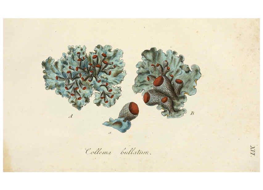Reproducción/Reproduction 6266363145: Lichenes Americani Norimbergae :J. Sturm,1811