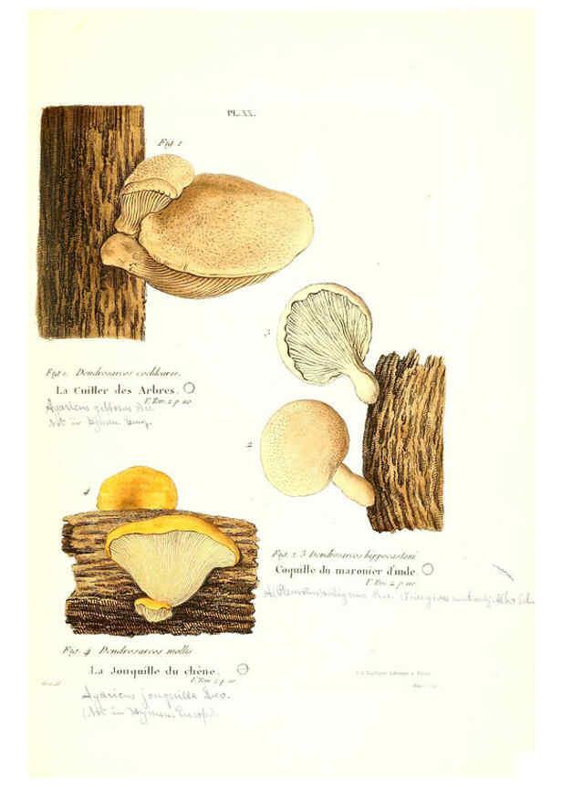 Reproducción/Reproduction 6266954988: Iconographie des champignons de Paulet New York,H. Baillière; [etc., etc.],1855
