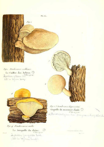 Reproducción/Reproduction 6266954988: Iconographie des champignons de Paulet New York,H. Baillière; [etc., etc.],1855