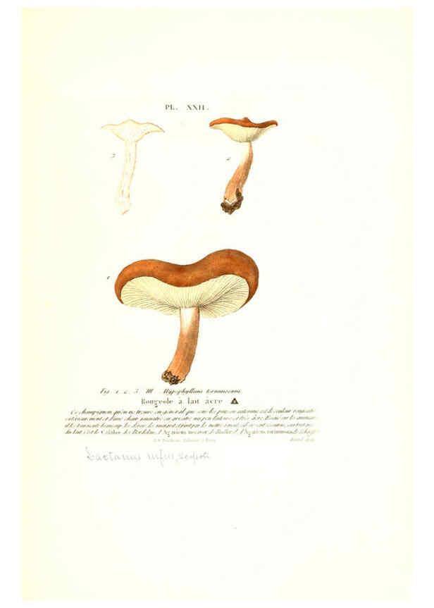Reproducción/Reproduction 6266955460: Iconographie des champignons de Paulet New York,H. Baillière; [etc., etc.],1855