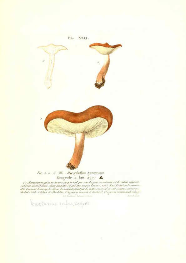 Reproducción/Reproduction 6266955460: Iconographie des champignons de Paulet New York,H. Baillière; [etc., etc.],1855