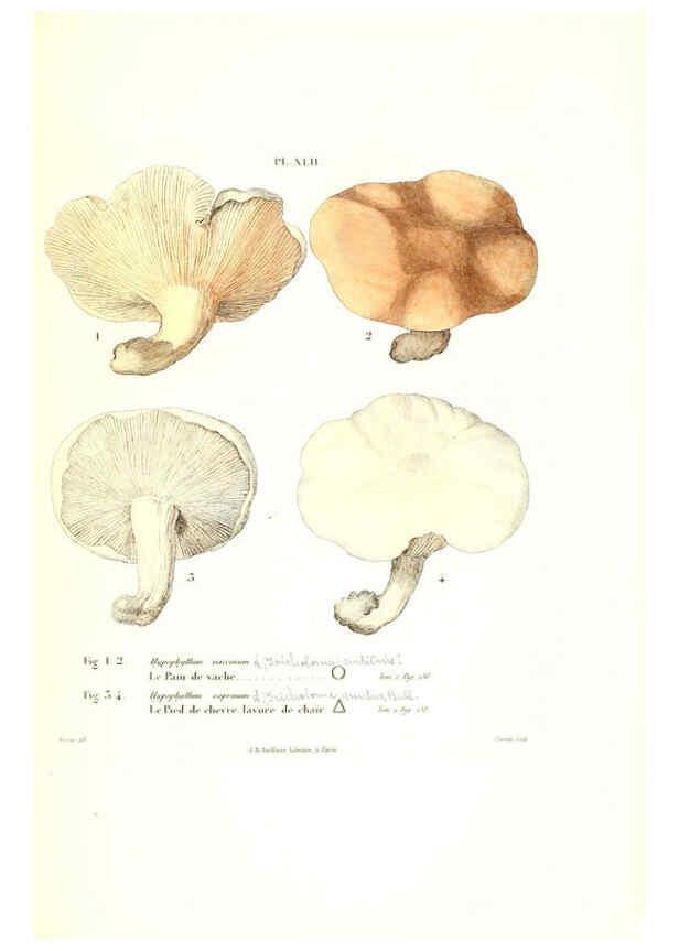 Reproducción/Reproduction 6266959600: Iconographie des champignons de Paulet New York,H. Baillière; [etc., etc.],1855
