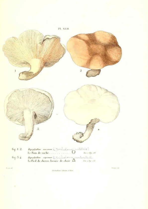 Reproducción/Reproduction 6266959600: Iconographie des champignons de Paulet New York,H. Baillière; [etc., etc.],1855