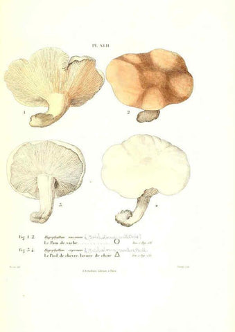 Reproducción/Reproduction 6266959600: Iconographie des champignons de Paulet New York,H. Baillière; [etc., etc.],1855