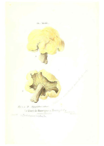 Reproducción/Reproduction 6266431695: Iconographie des champignons de Paulet New York,H. Baillière; [etc., etc.],1855