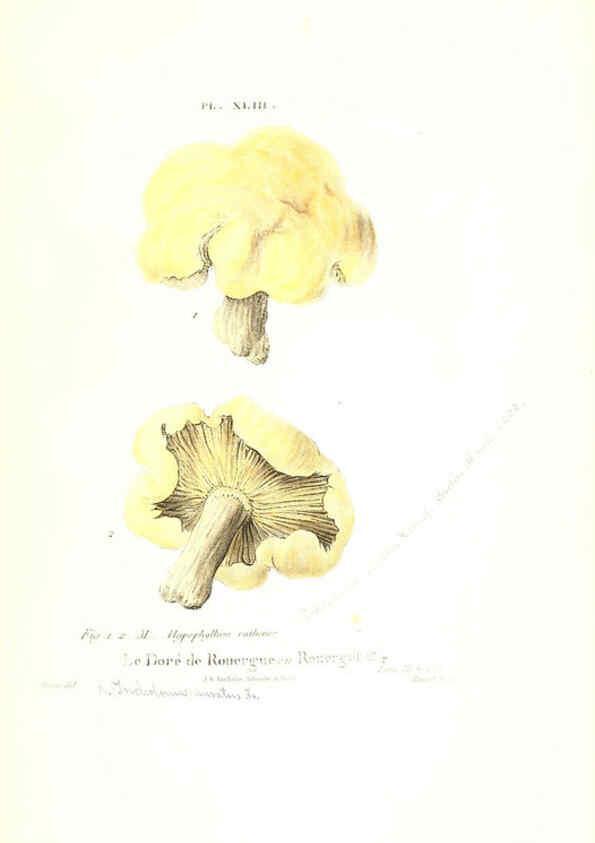 Reproducción/Reproduction 6266431695: Iconographie des champignons de Paulet New York,H. Baillière; [etc., etc.],1855