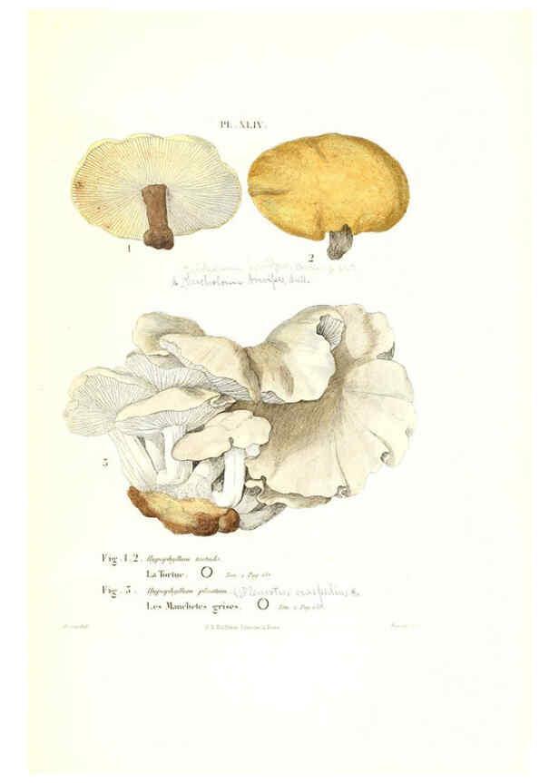Reproducción/Reproduction 6266959986: Iconographie des champignons de Paulet New York,H. Baillière; [etc., etc.],1855