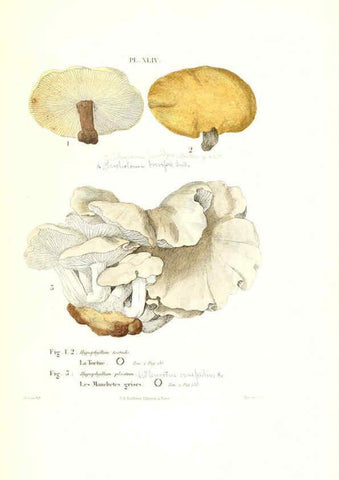 Reproducción/Reproduction 6266959986: Iconographie des champignons de Paulet New York,H. Baillière; [etc., etc.],1855