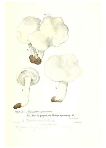 Reproducción/Reproduction 6266432075: Iconographie des champignons de Paulet New York,H. Baillière; [etc., etc.],1855