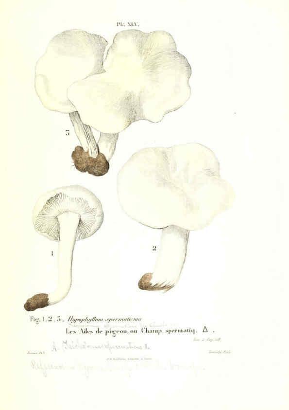 Reproducción/Reproduction 6266432075: Iconographie des champignons de Paulet New York,H. Baillière; [etc., etc.],1855
