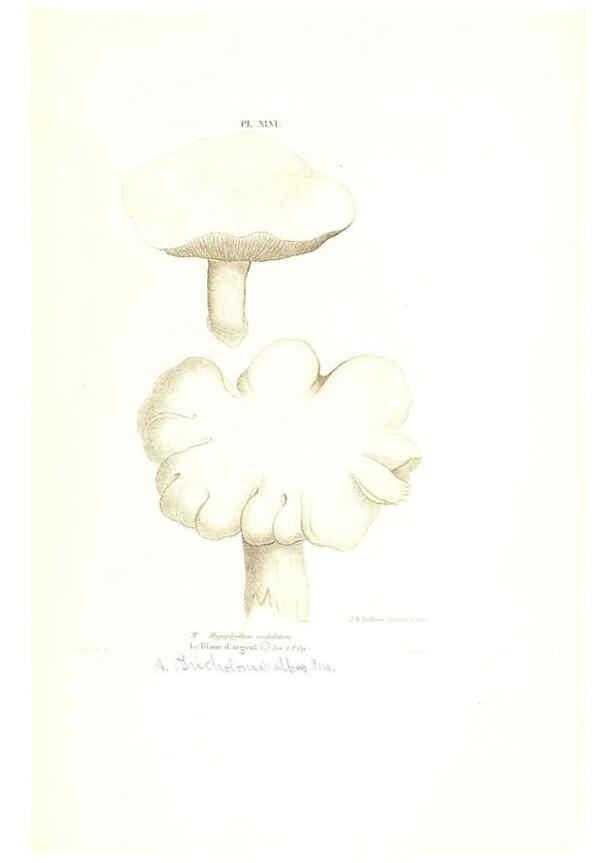 Reproducción/Reproduction 6266432275: Iconographie des champignons de Paulet New York,H. Baillière; [etc., etc.],1855