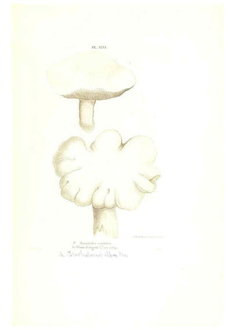 Reproducción/Reproduction 6266432275: Iconographie des champignons de Paulet New York,H. Baillière; [etc., etc.],1855