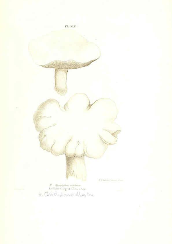 Reproducción/Reproduction 6266432275: Iconographie des champignons de Paulet New York,H. Baillière; [etc., etc.],1855