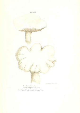 Reproducción/Reproduction 6266432275: Iconographie des champignons de Paulet New York,H. Baillière; [etc., etc.],1855