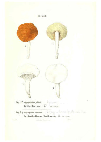 Reproducción/Reproduction 6266960578: Iconographie des champignons de Paulet New York,H. Baillière; [etc., etc.],1855