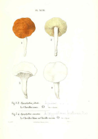 Reproducción/Reproduction 6266960578: Iconographie des champignons de Paulet New York,H. Baillière; [etc., etc.],1855