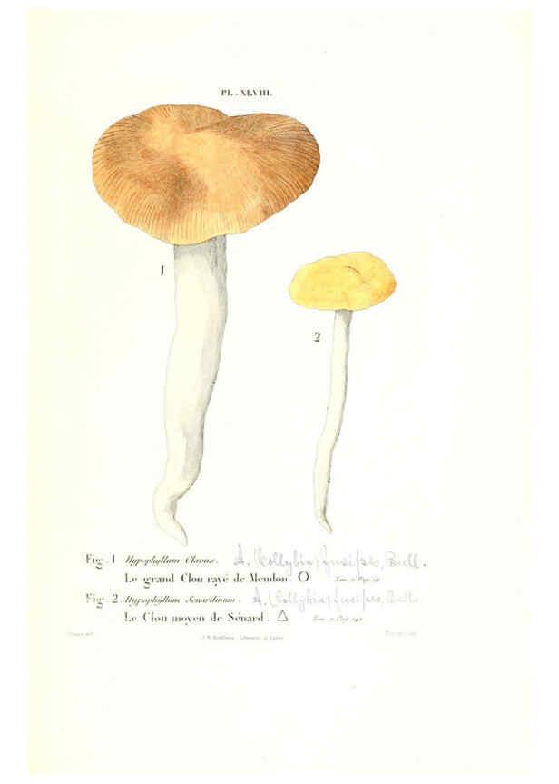 Reproducción/Reproduction 6266432721: Iconographie des champignons de Paulet New York,H. Baillière; [etc., etc.],1855
