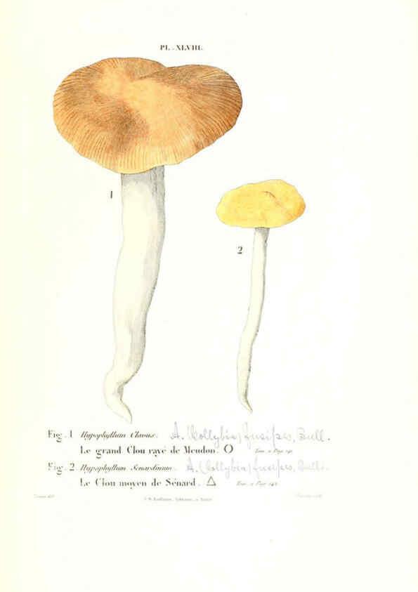 Reproducción/Reproduction 6266432721: Iconographie des champignons de Paulet New York,H. Baillière; [etc., etc.],1855