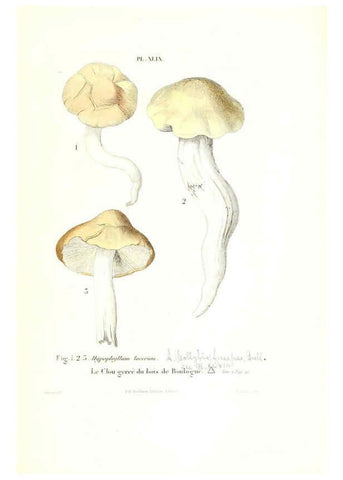 Reproducción/Reproduction 6266961012: Iconographie des champignons de Paulet New York,H. Baillière; [etc., etc.],1855