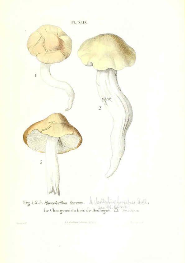 Reproducción/Reproduction 6266961012: Iconographie des champignons de Paulet New York,H. Baillière; [etc., etc.],1855
