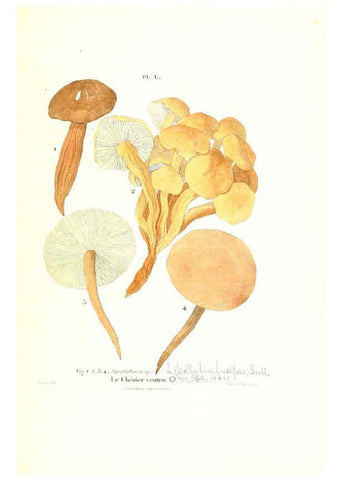 Reproducción/Reproduction 6266961170: Iconographie des champignons de Paulet New York,H. Baillière; [etc., etc.],1855