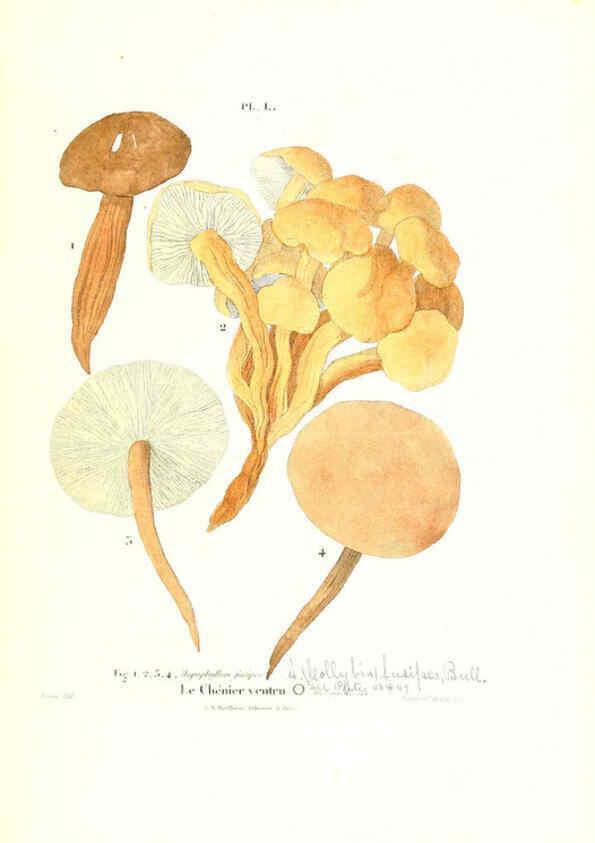 Reproducción/Reproduction 6266961170: Iconographie des champignons de Paulet New York,H. Baillière; [etc., etc.],1855