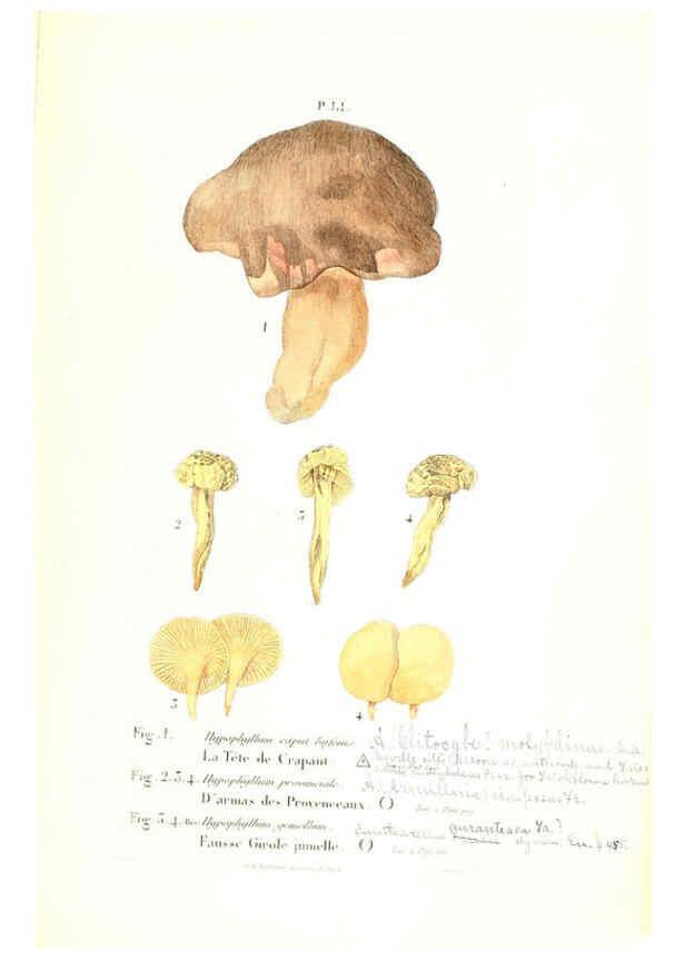 Reproducción/Reproduction 6266961342: Iconographie des champignons de Paulet New York,H. Baillière; [etc., etc.],1855