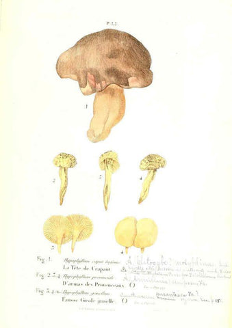 Reproducción/Reproduction 6266961342: Iconographie des champignons de Paulet New York,H. Baillière; [etc., etc.],1855