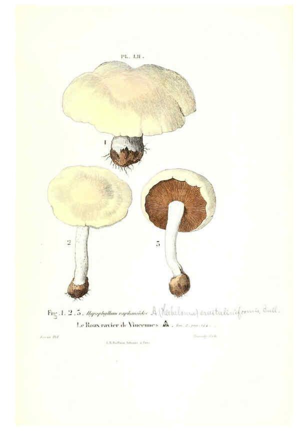 Reproducción/Reproduction 6266433459: Iconographie des champignons de Paulet New York,H. Baillière; [etc., etc.],1855