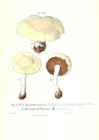 Reproducción/Reproduction 6266433459: Iconographie des champignons de Paulet New York,H. Baillière; [etc., etc.],1855