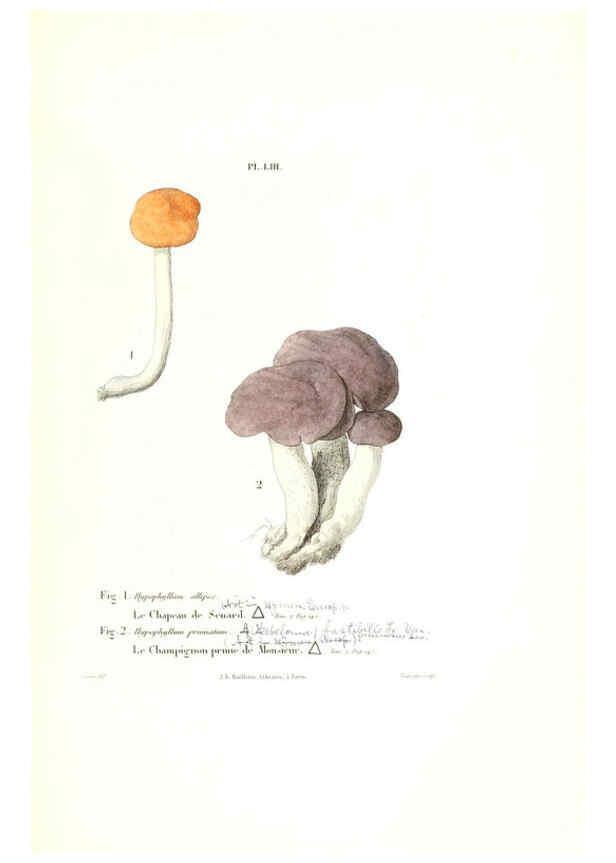 Reproducción/Reproduction 6266961696: Iconographie des champignons de Paulet New York,H. Baillière; [etc., etc.],1855